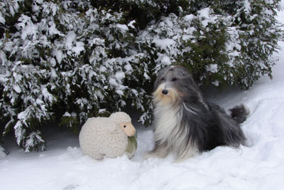Kyla posing with her stufffed sheep in front of the cedars in a snow covered yard./